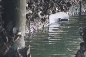 Best Seawall Repair Florida